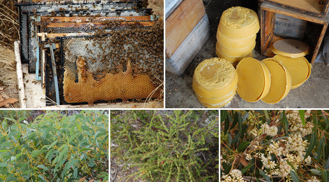 Fighting Cancer with the Kangaroo Island Ligurian Bee.