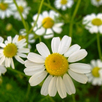 Chamomile - Beauty secret of the Greeks.